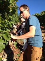 Alan Baker Picking grapes