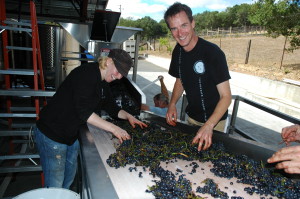 Alan Baker, Serena Lourie sorting grapes
