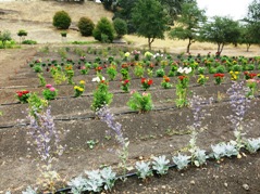Flowers blooming in the Chef's Garden